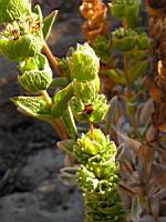 Ciderithis Chypria (en Corse) (03) (Photo F. Mrugala)
